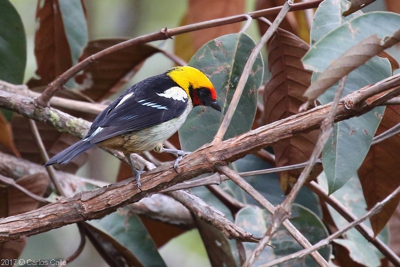 Flame-faced Tanager - ML68363741