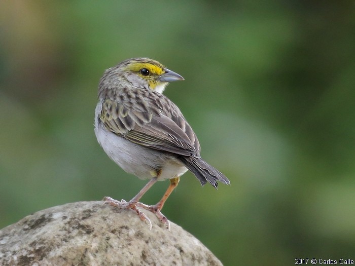Yellow-browed Sparrow - Carlos Calle Quispe