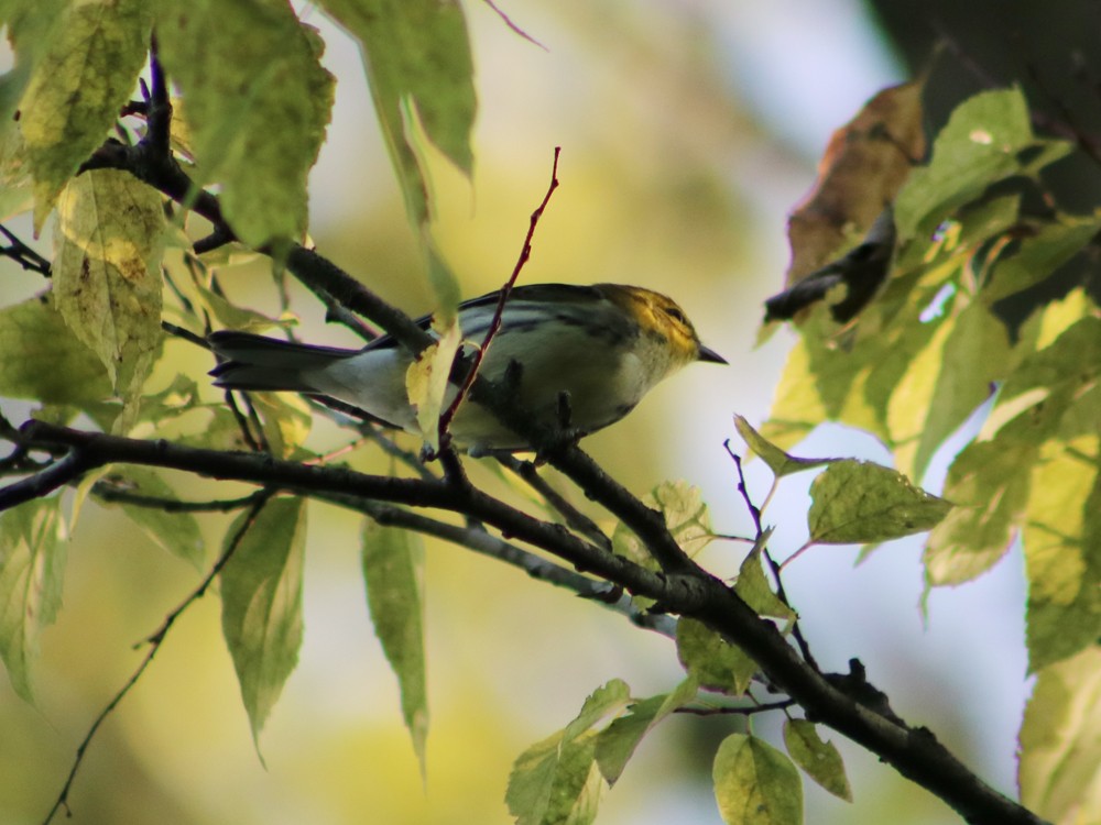 Black-throated Green Warbler - Colin Sumrall