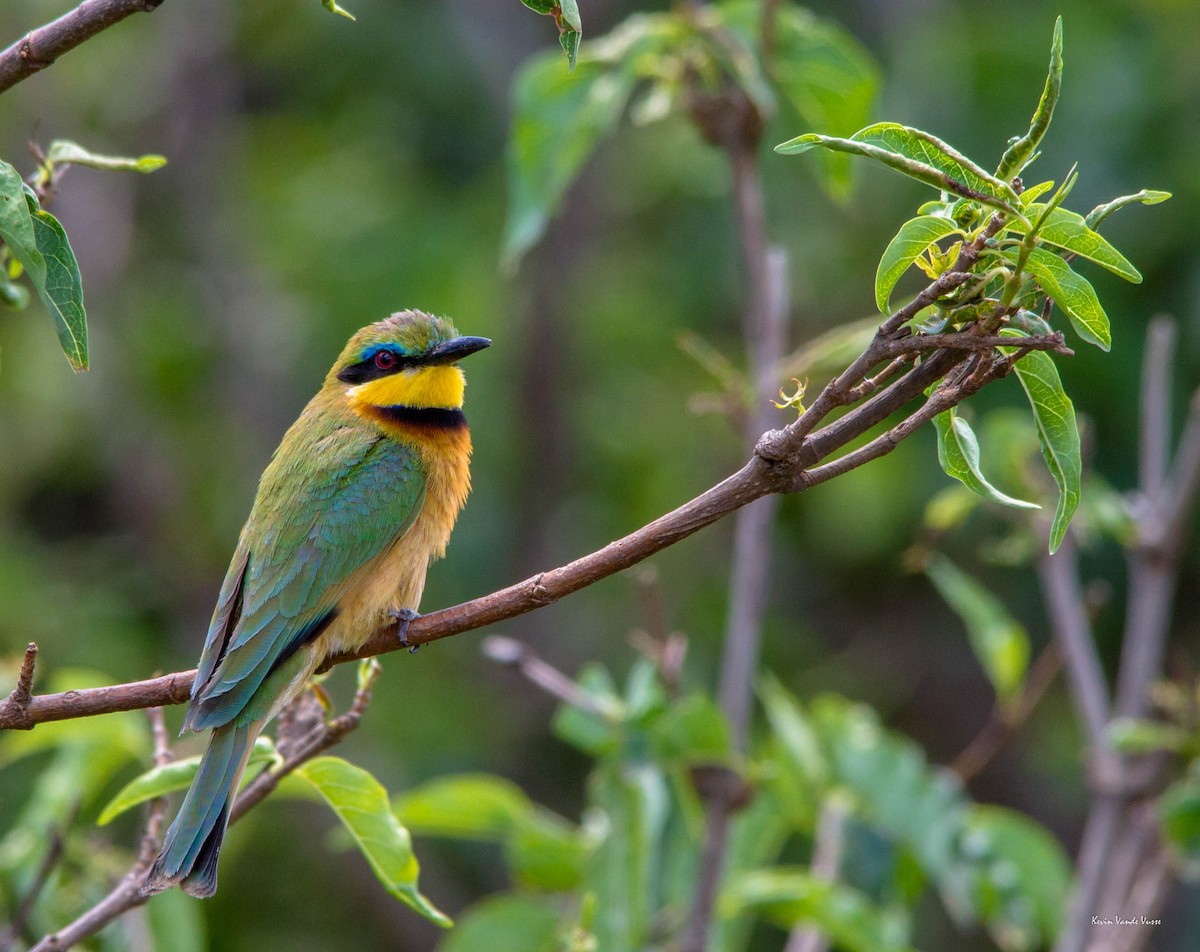 Little Bee-eater - Kevin Vande Vusse