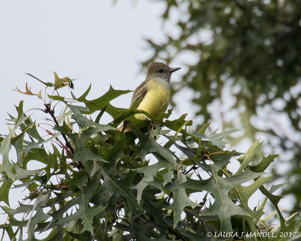 Great Crested Flycatcher - ML68369911