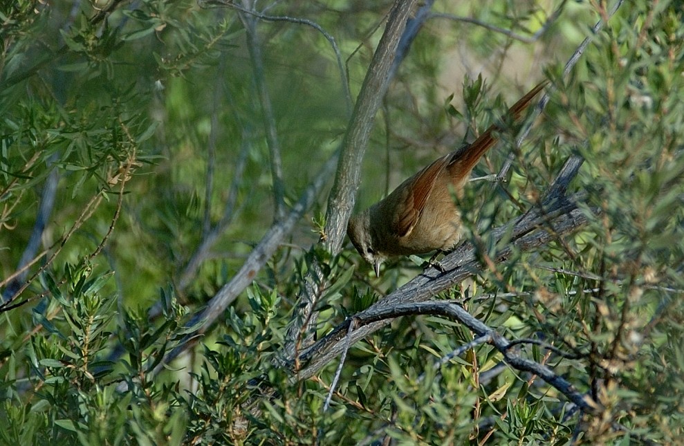 Brown-capped Tit-Spinetail - ML68370251