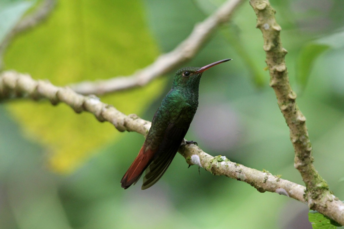 Rufous-tailed Hummingbird - Murielle Moya