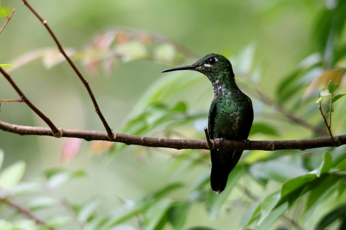 Green-crowned Brilliant - Murielle Moya