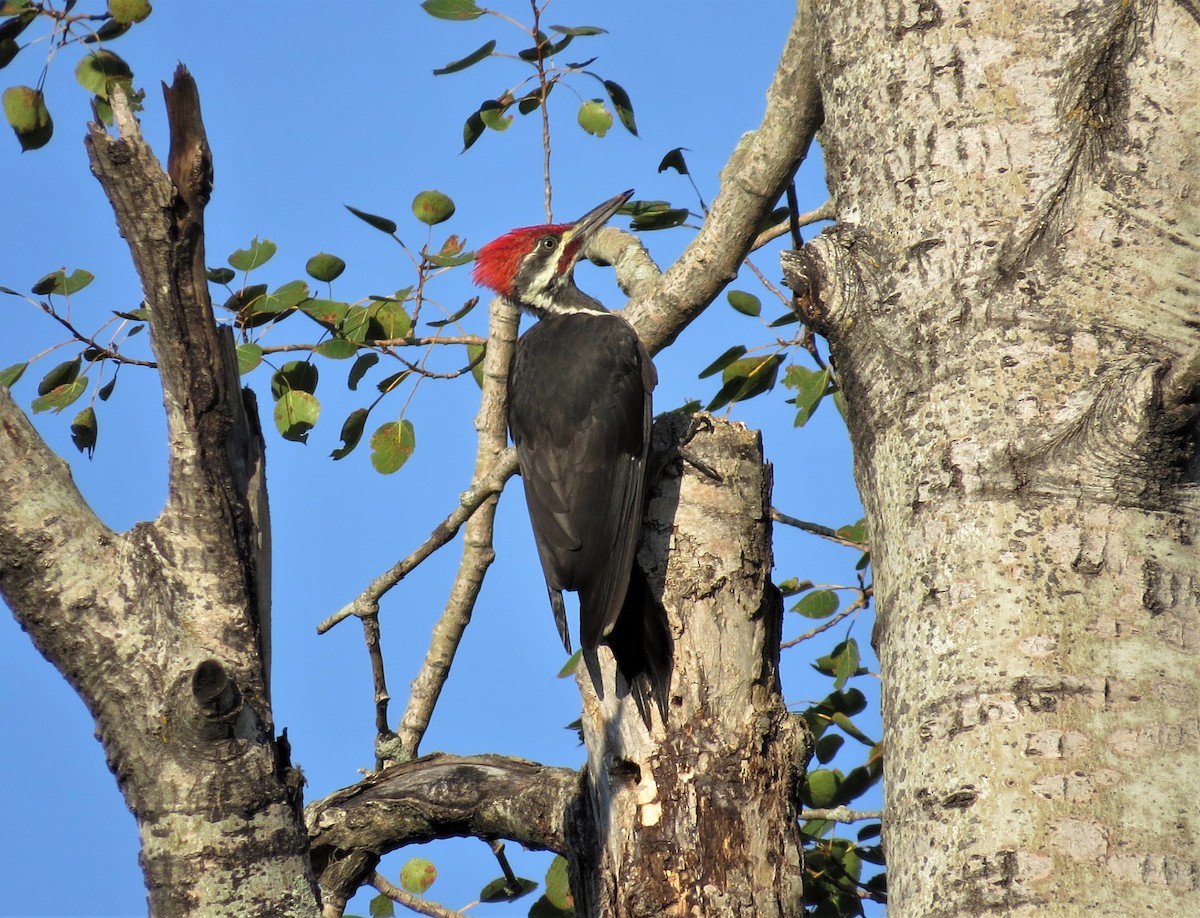 Pileated Woodpecker - ML68378701