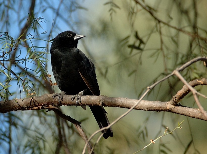 Bolivian Blackbird - ML68379811
