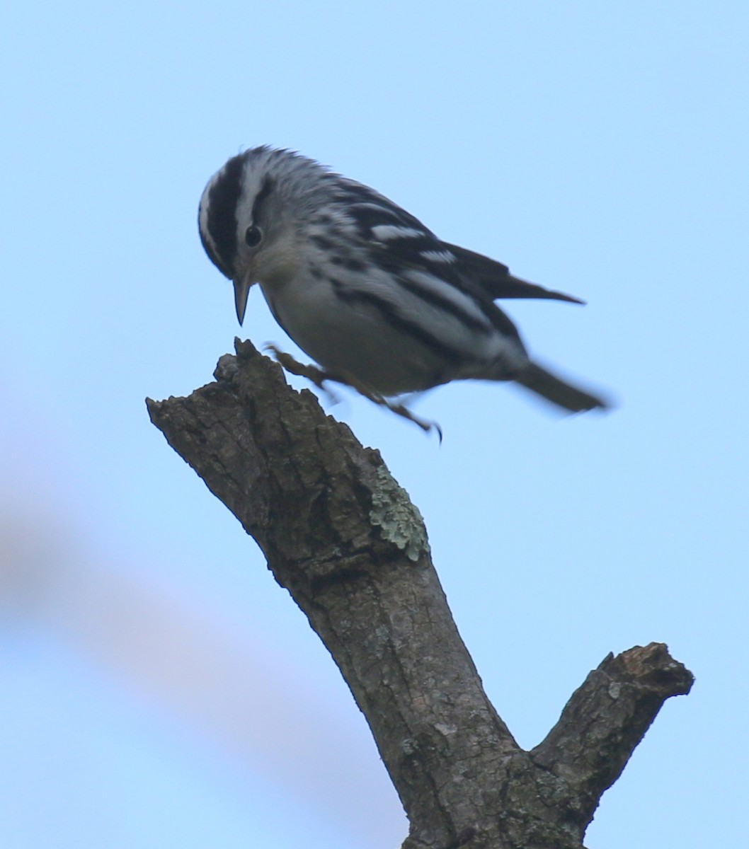 Black-and-white Warbler - ML68383021