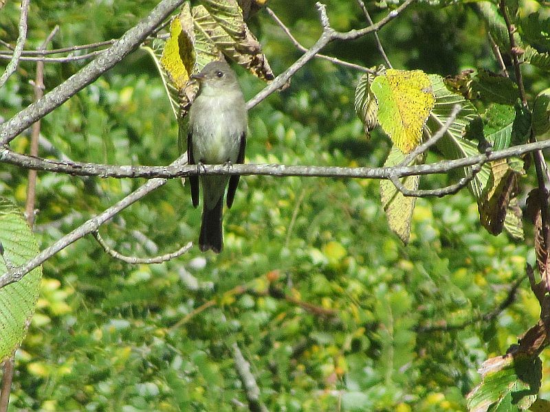Eastern Wood-Pewee - Tracy The Birder