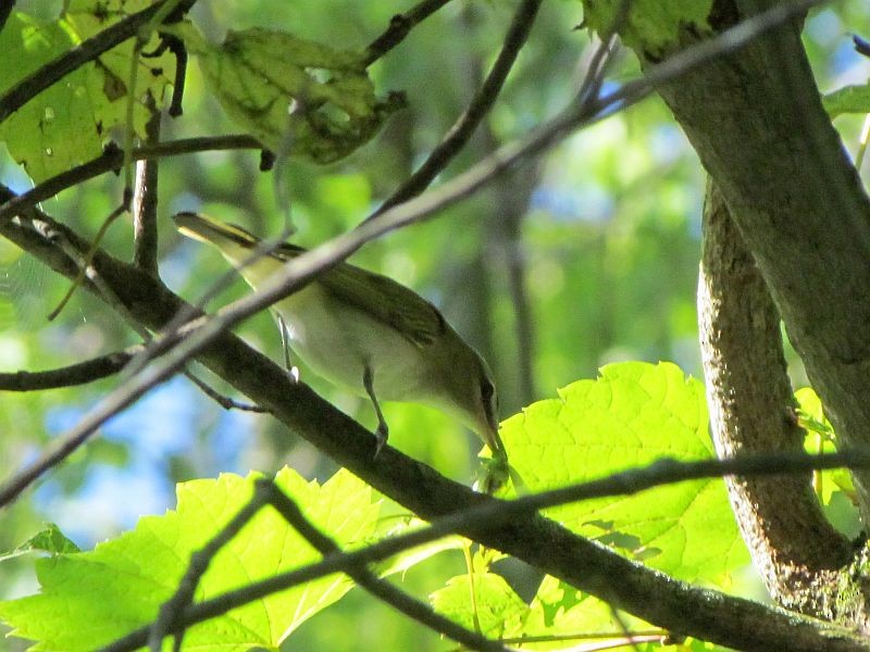 Red-eyed Vireo - Tracy The Birder