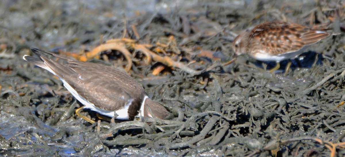 Semipalmated Plover - ML68385441