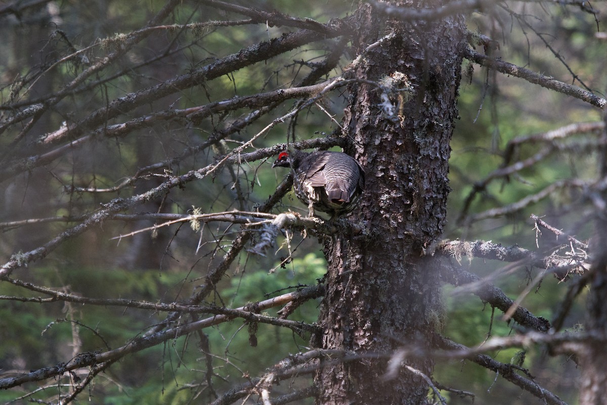 Spruce Grouse (Spruce) - Griffin Richards