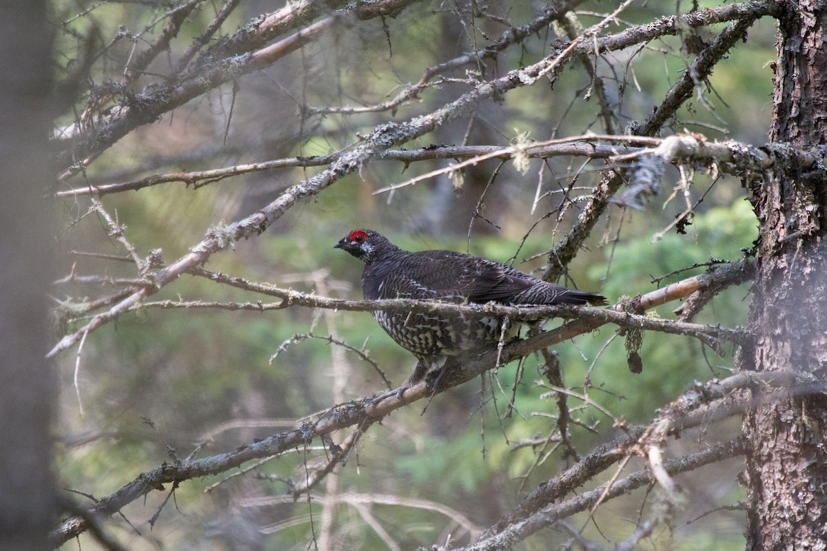 Spruce Grouse (Spruce) - Griffin Richards