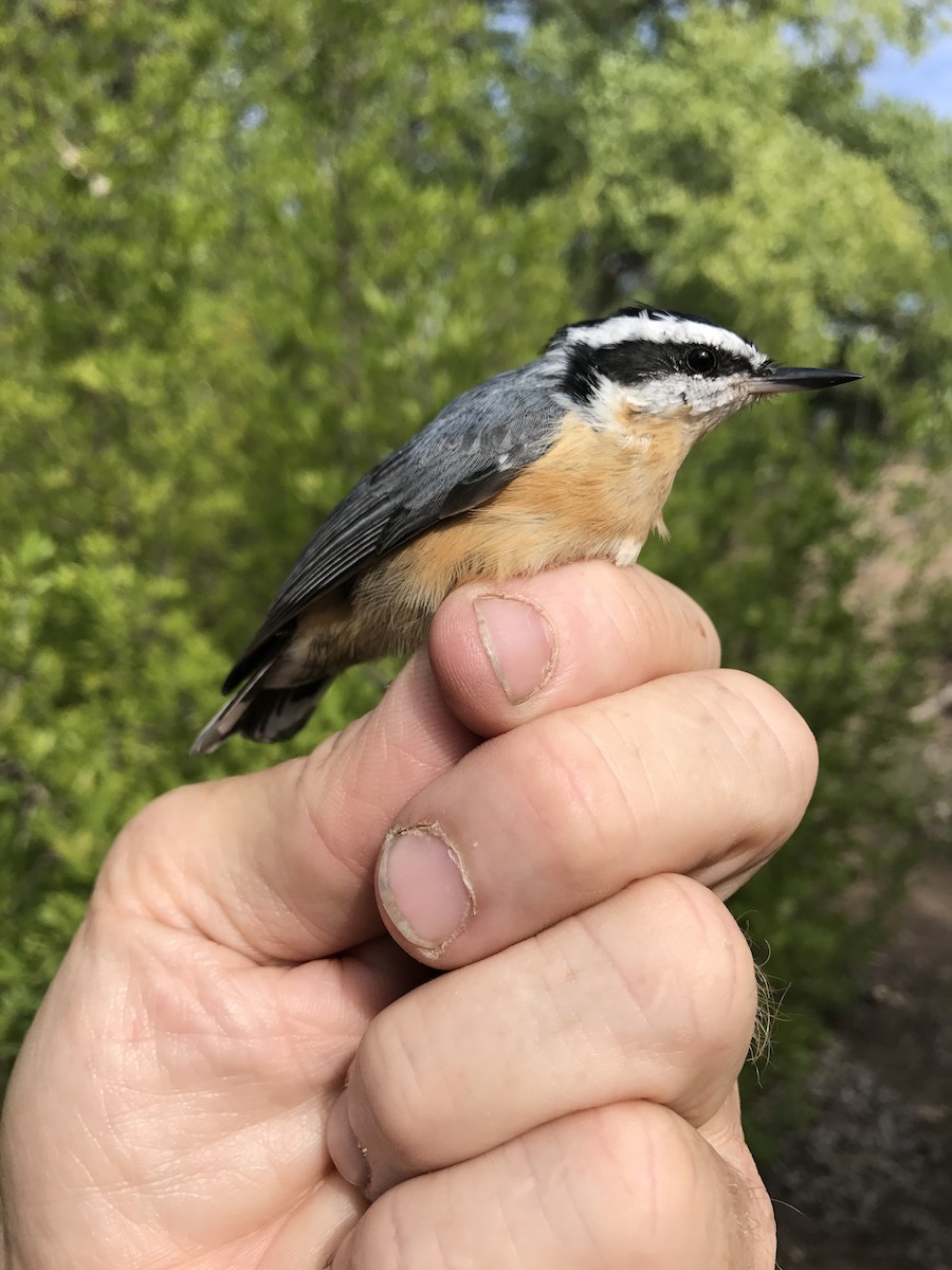 Red-breasted Nuthatch - Jodhan Fine