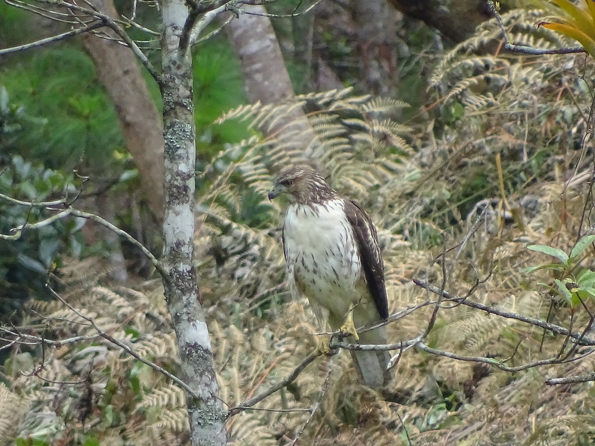 Red-tailed Hawk (kemsiesi/hadropus) - ML68389311