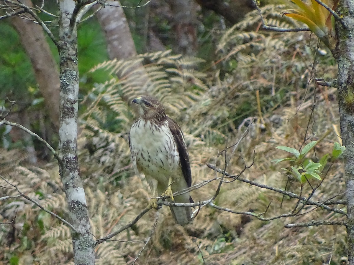 Red-tailed Hawk (kemsiesi/hadropus) - Alfonso Auerbach