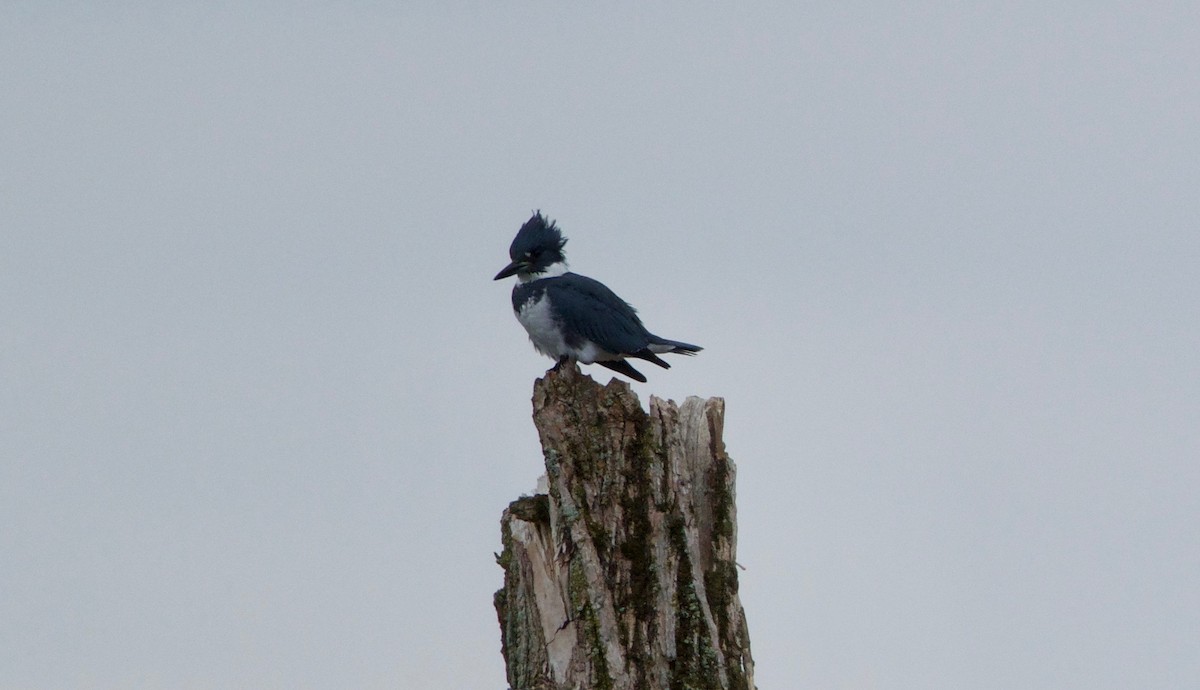 Belted Kingfisher - ML68391901