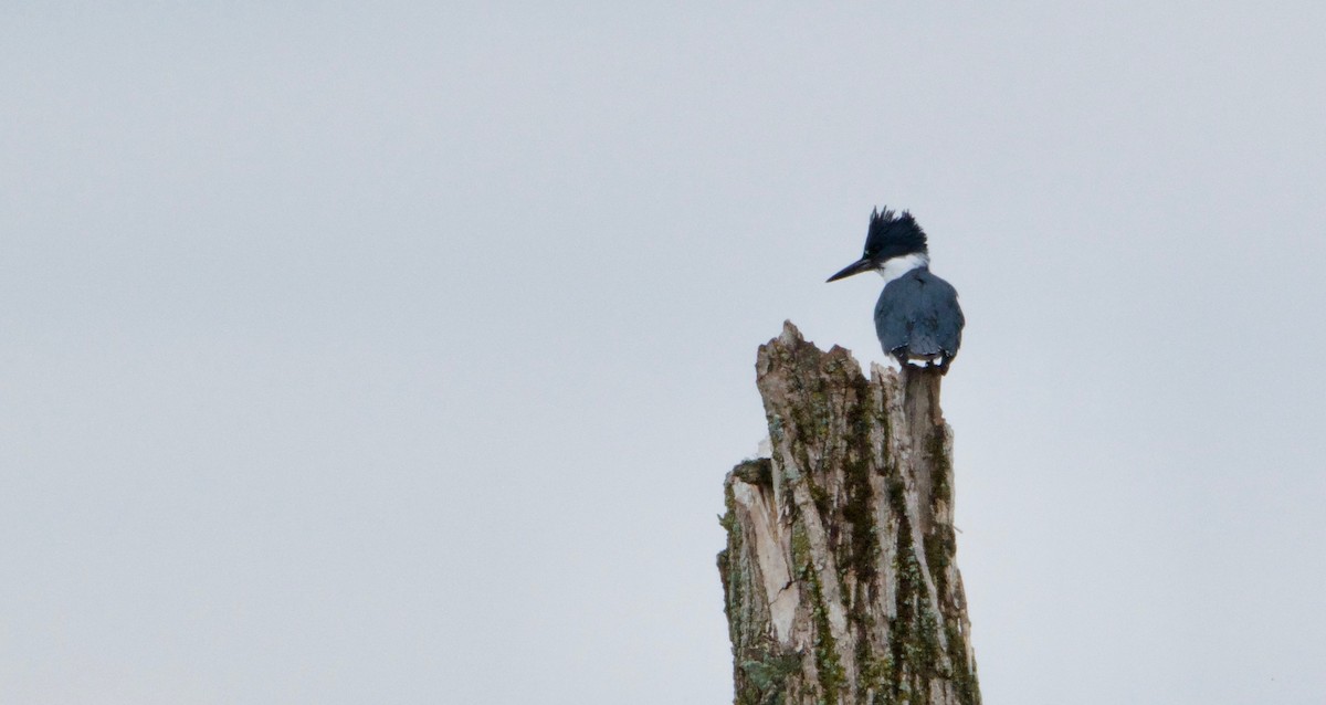 Belted Kingfisher - Graham Rice