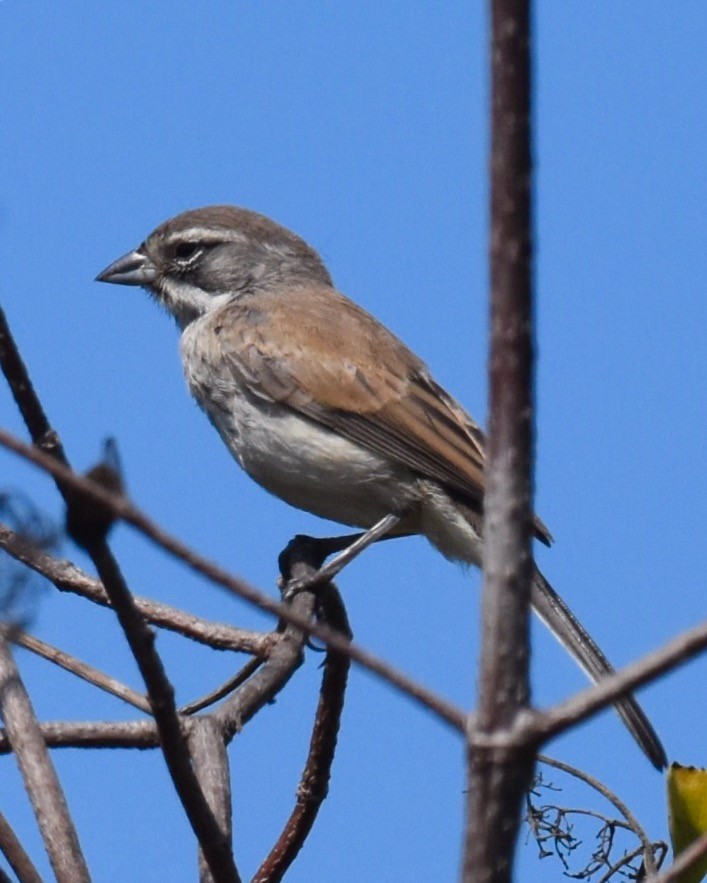 Black-throated Sparrow - ML68392431
