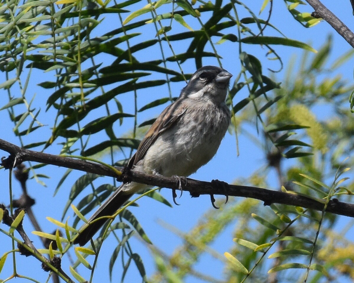 Black-throated Sparrow - Don Hoechlin