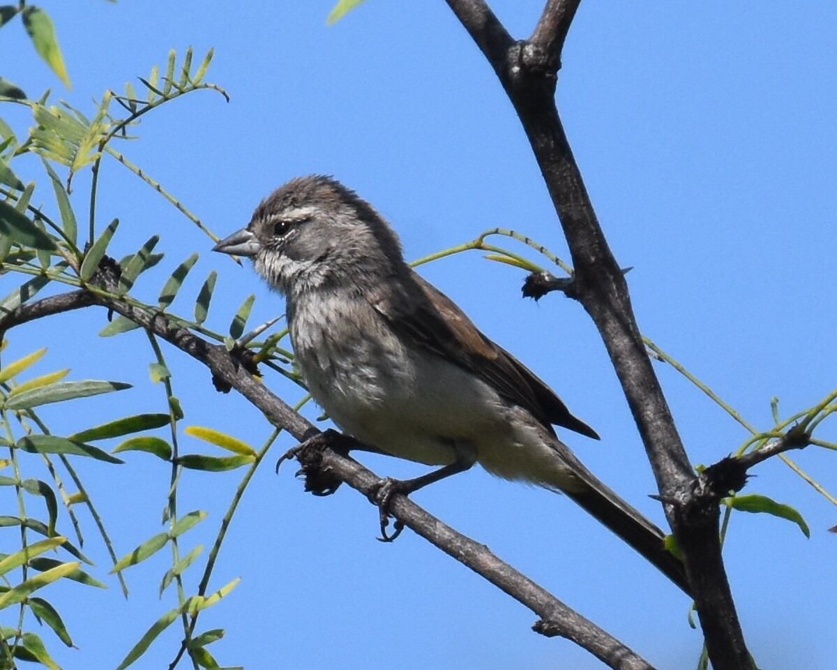 Black-throated Sparrow - ML68392451
