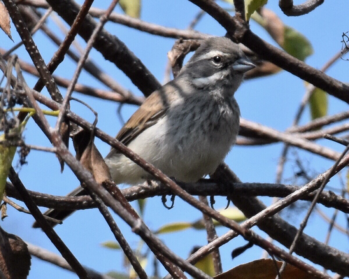 Black-throated Sparrow - Don Hoechlin