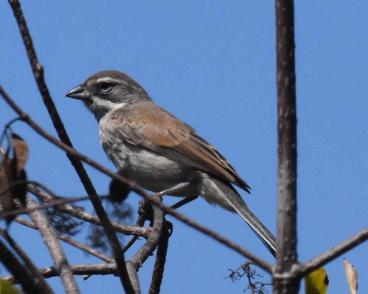 Black-throated Sparrow - ML68392471