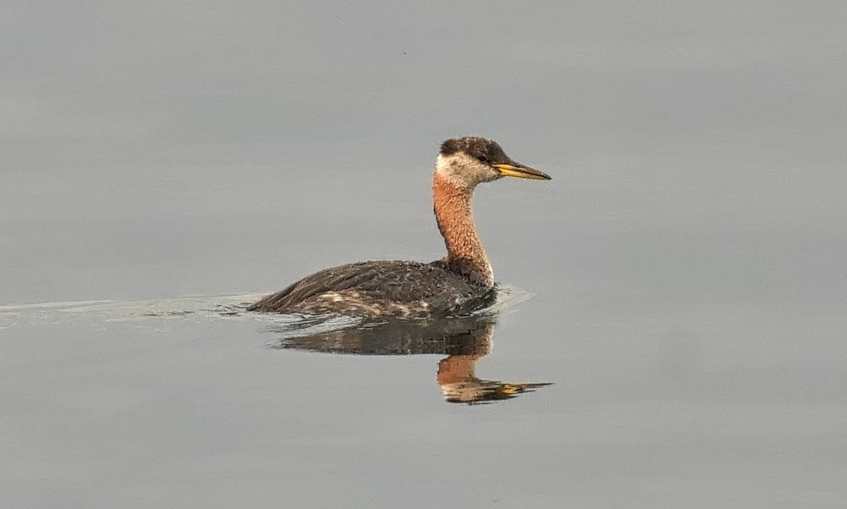 Red-necked Grebe - ML68392911