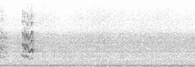Расписная которра (picta) - ML68394