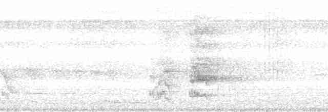 regnbueparakitt (picta) - ML68395