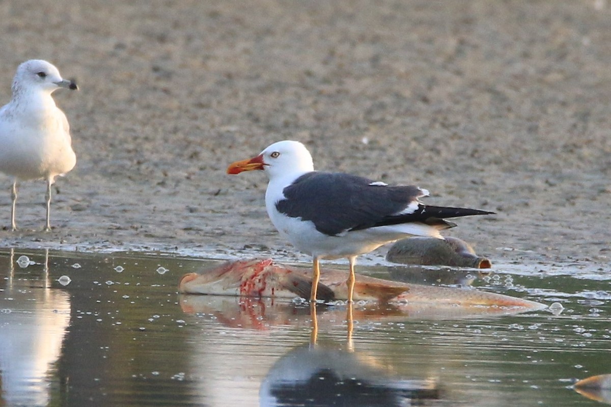 Lesser Black-backed Gull - Loch Kilpatrick