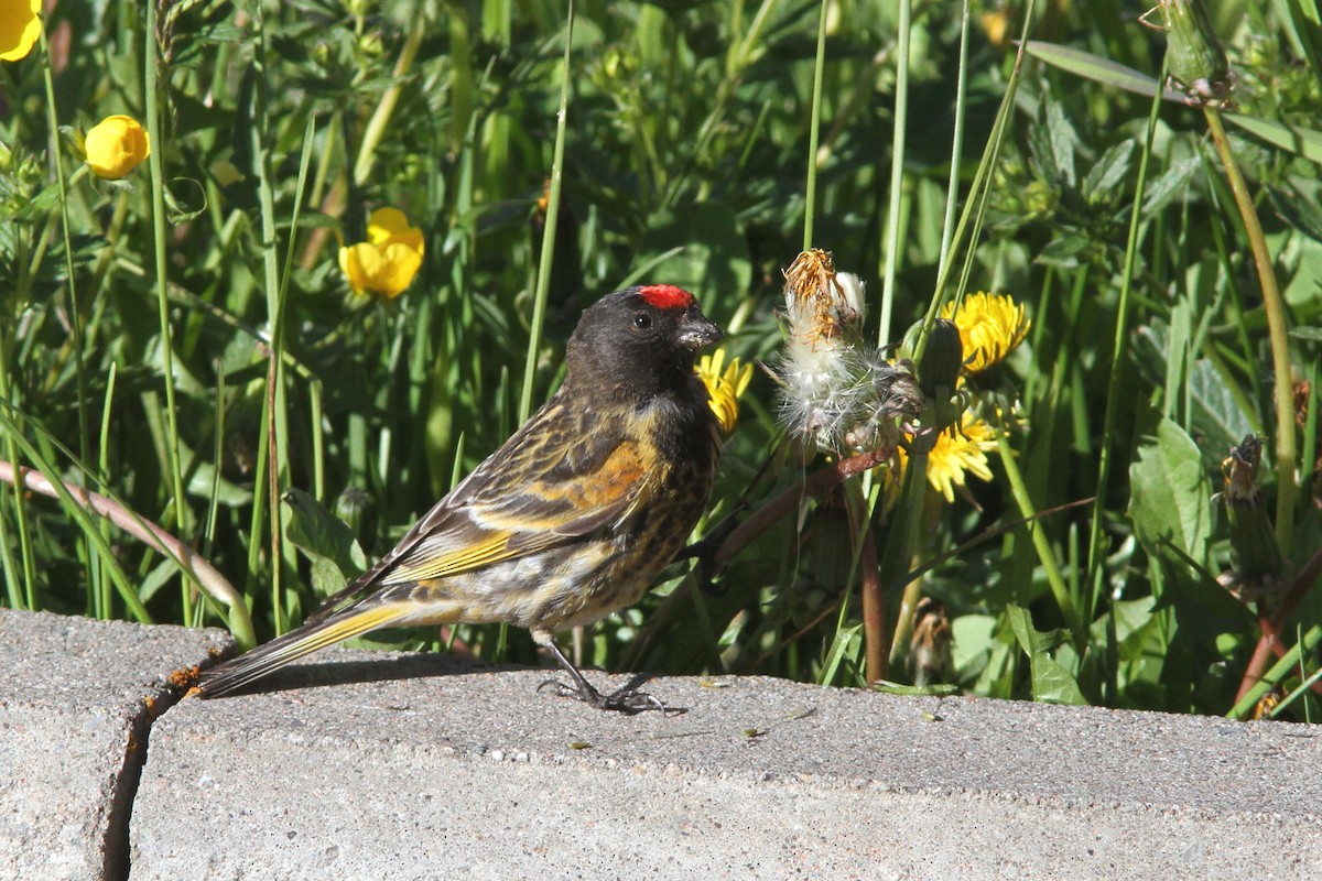 Fire-fronted Serin - ML68398891