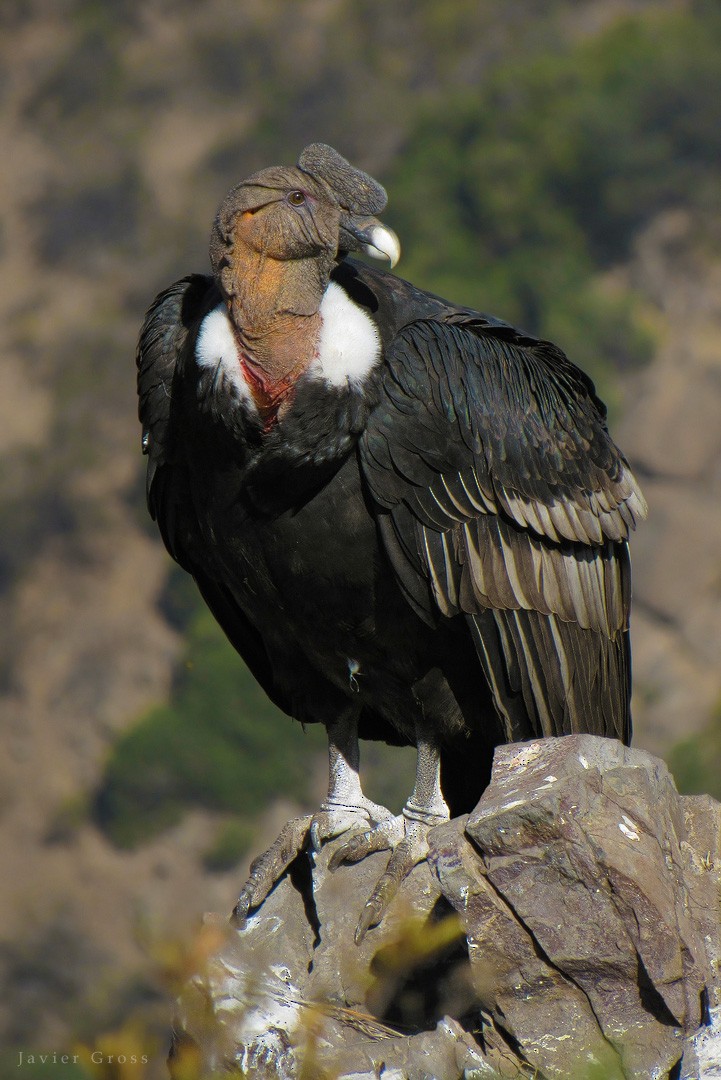 Andean Condor - ML68400501