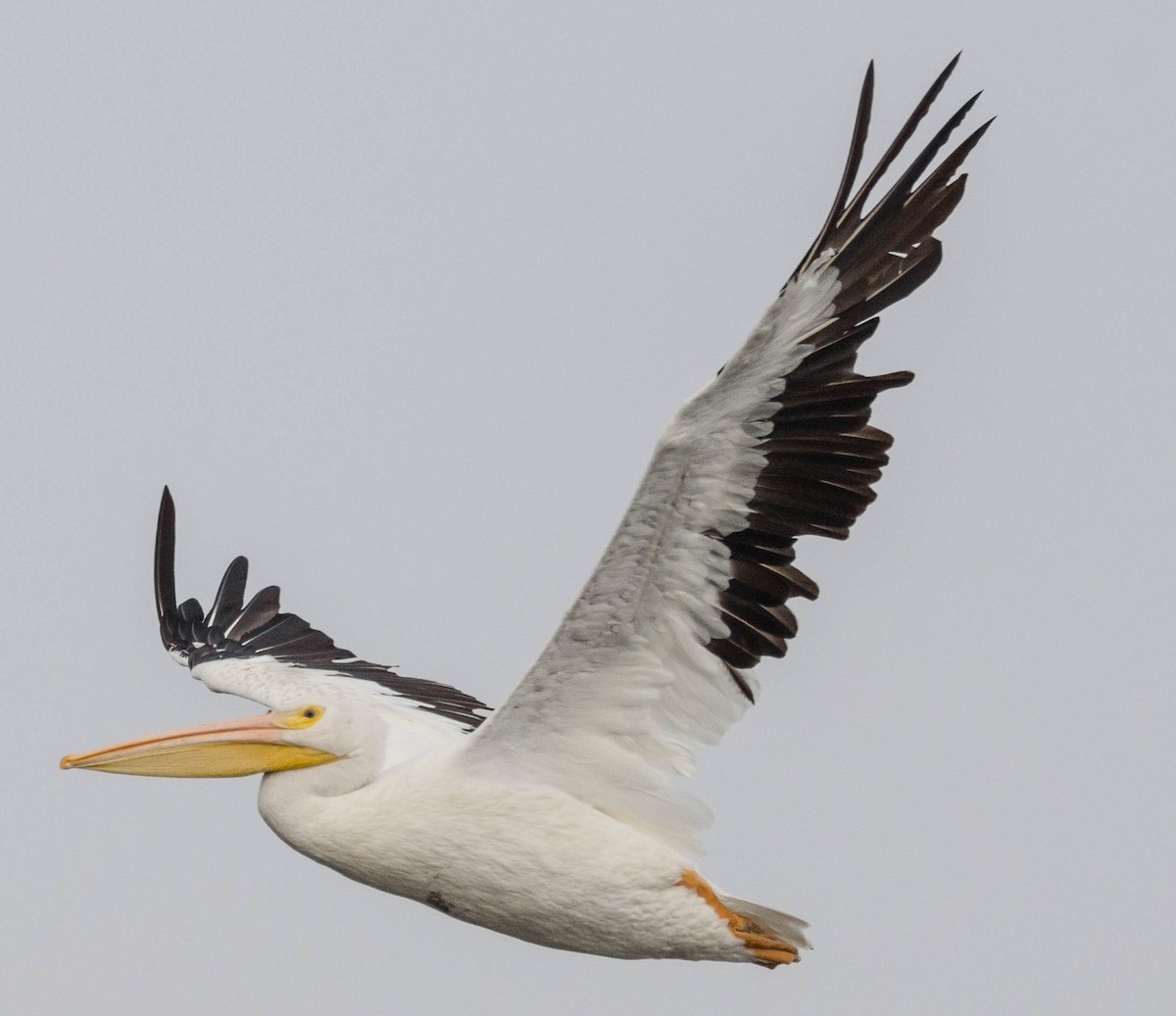pelikán severoamerický - ML68400521