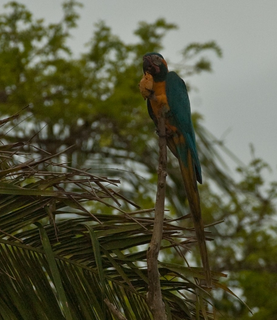 Blue-throated Macaw - ML68401901
