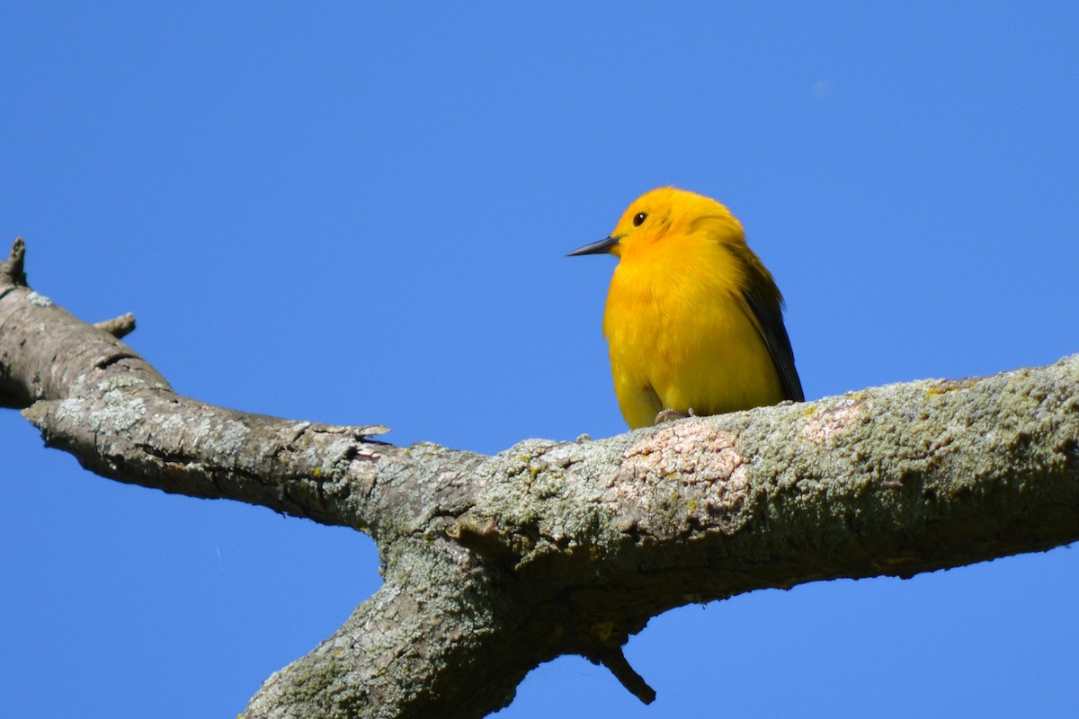 Prothonotary Warbler - ML68403171