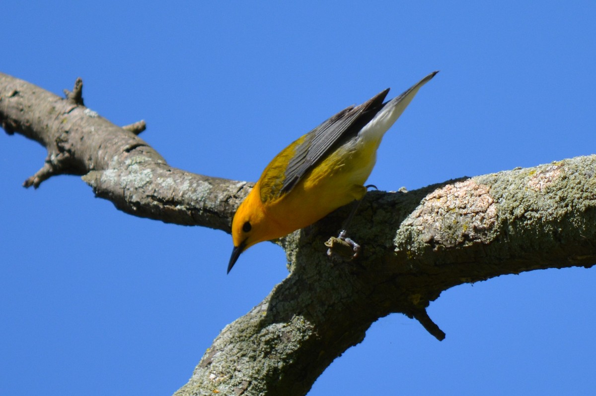 Prothonotary Warbler - ML68403221