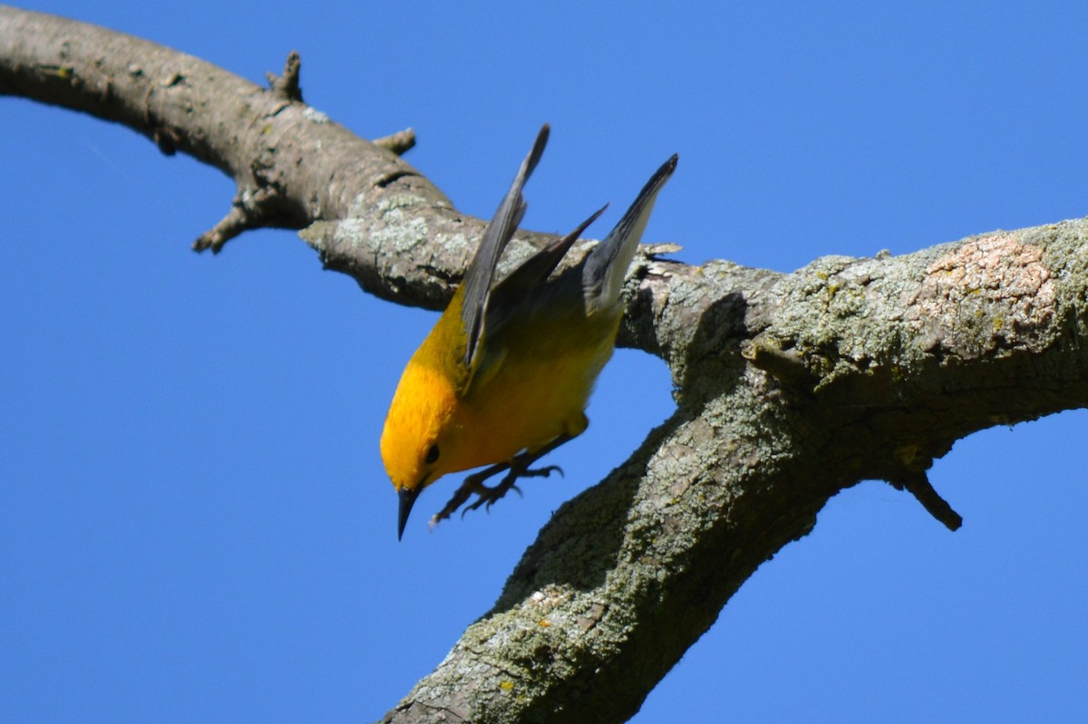 Prothonotary Warbler - ML68403351