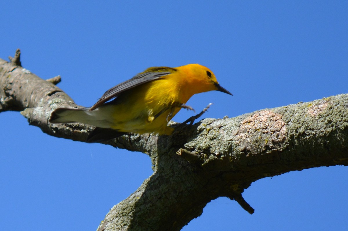 Prothonotary Warbler - ML68403381