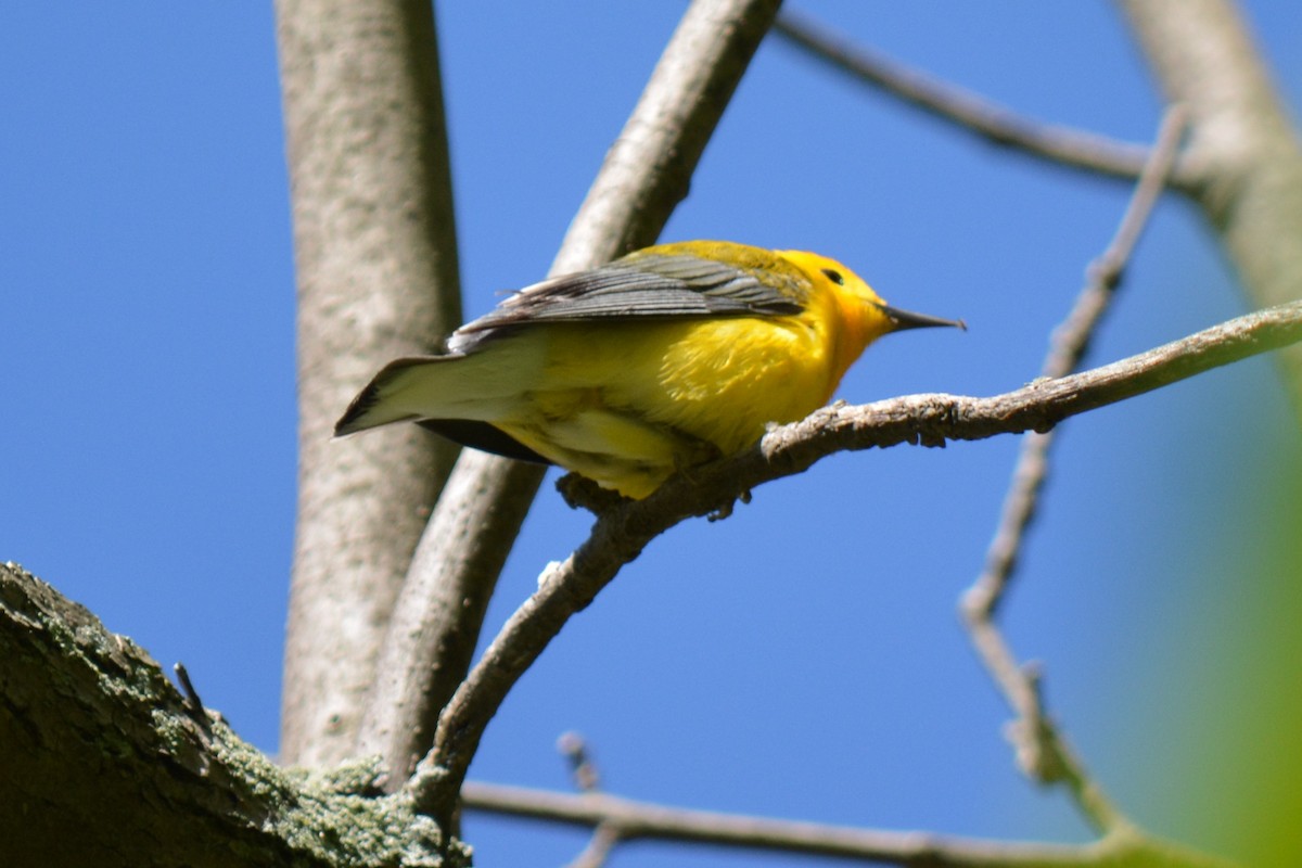 Prothonotary Warbler - ML68403391