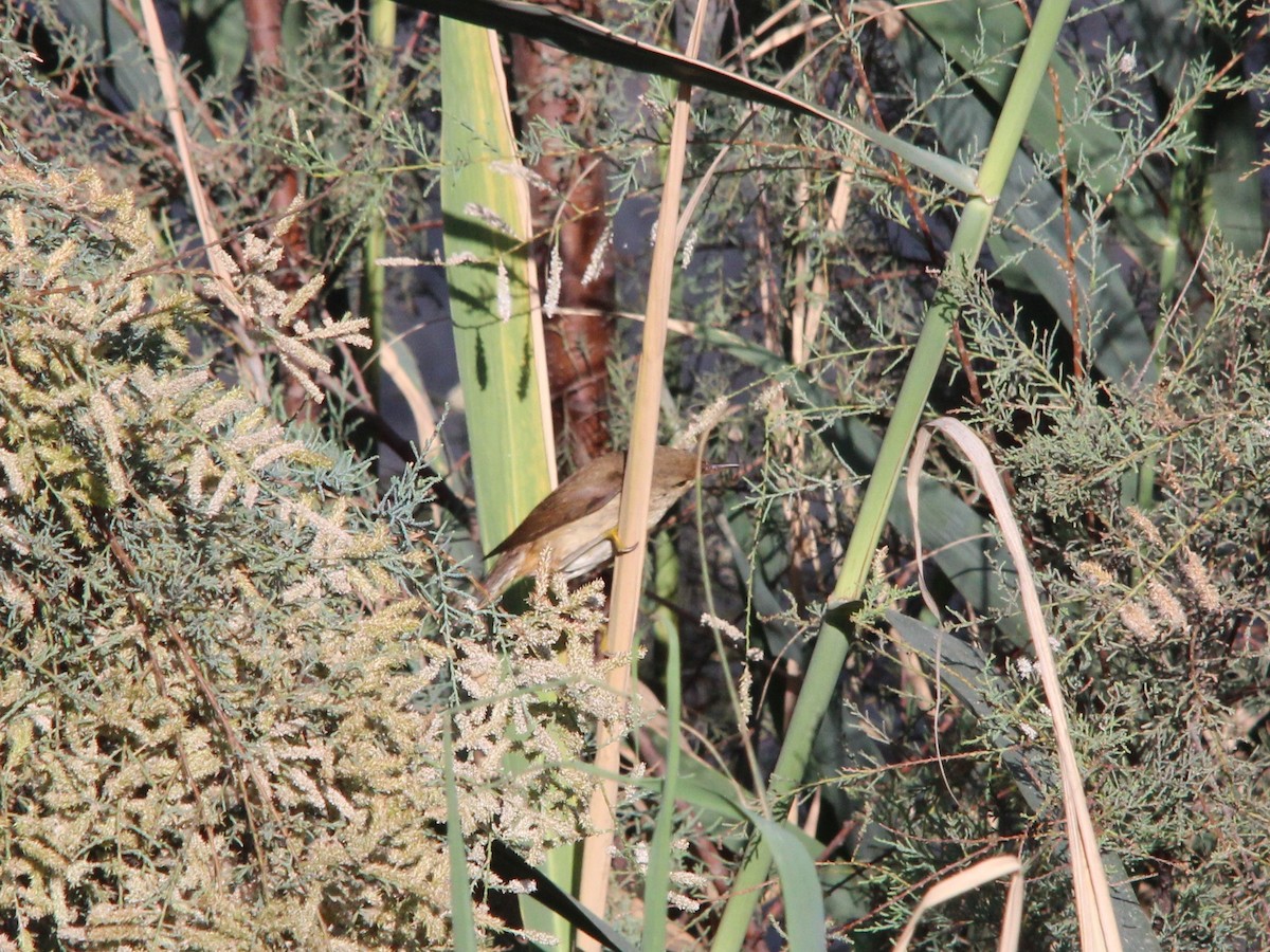 Common Reed Warbler - José Luis Sobrino González