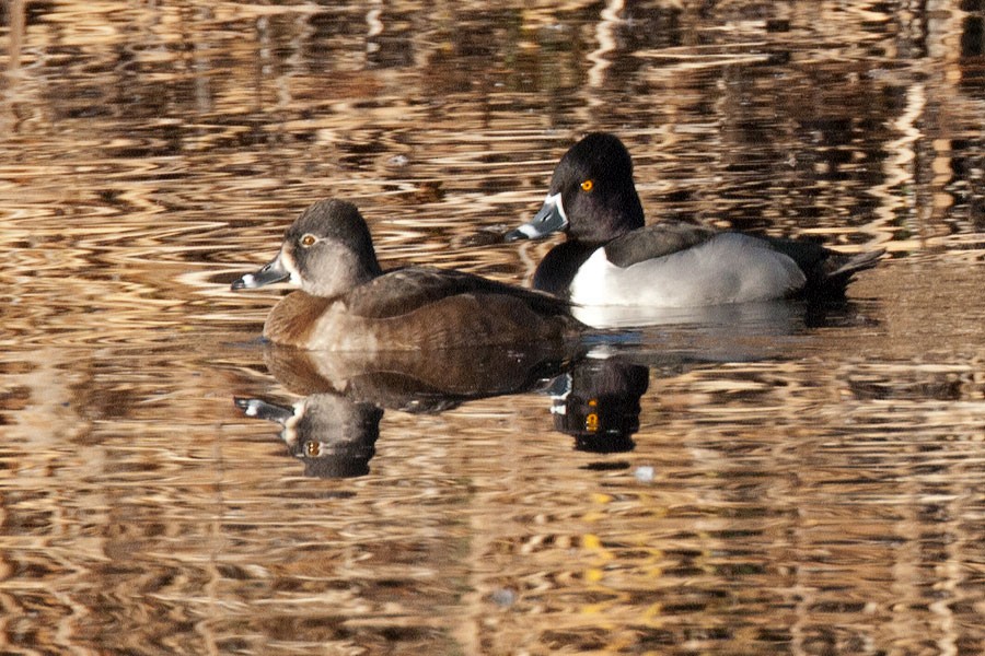 Ring-necked Duck - ML68405981