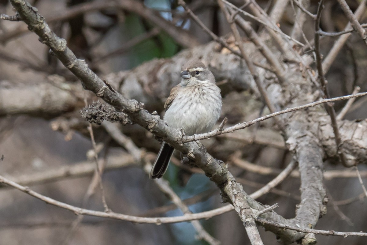 Black-throated Sparrow - Jeff Bray