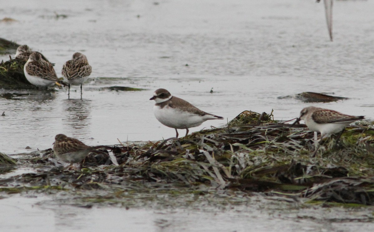 Semipalmated Plover - ML68412021
