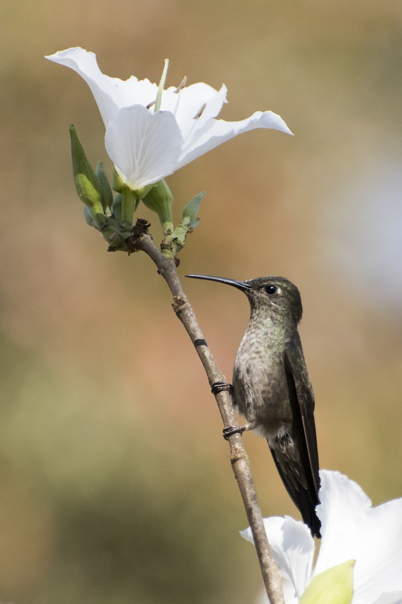 Sombre Hummingbird - ML68412201