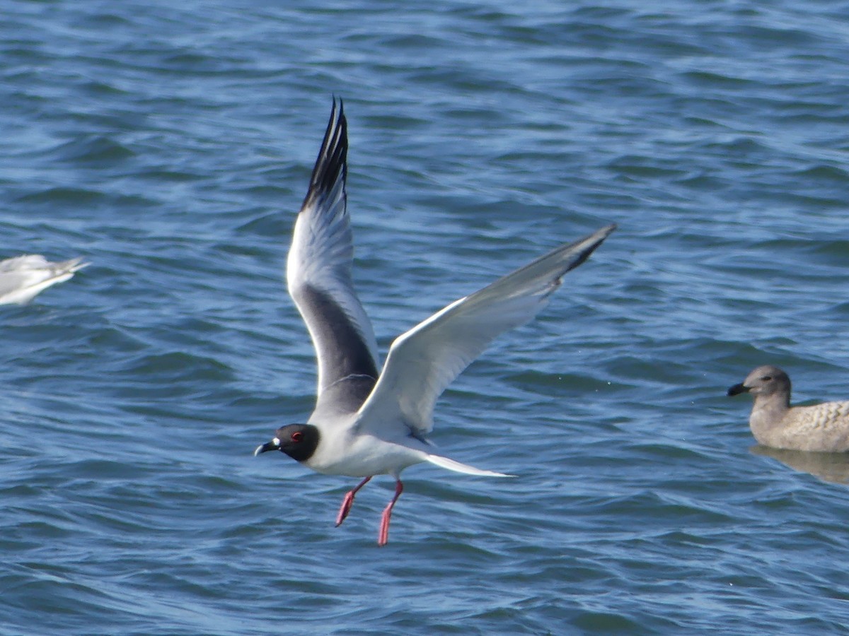 Swallow-tailed Gull - ML68412801