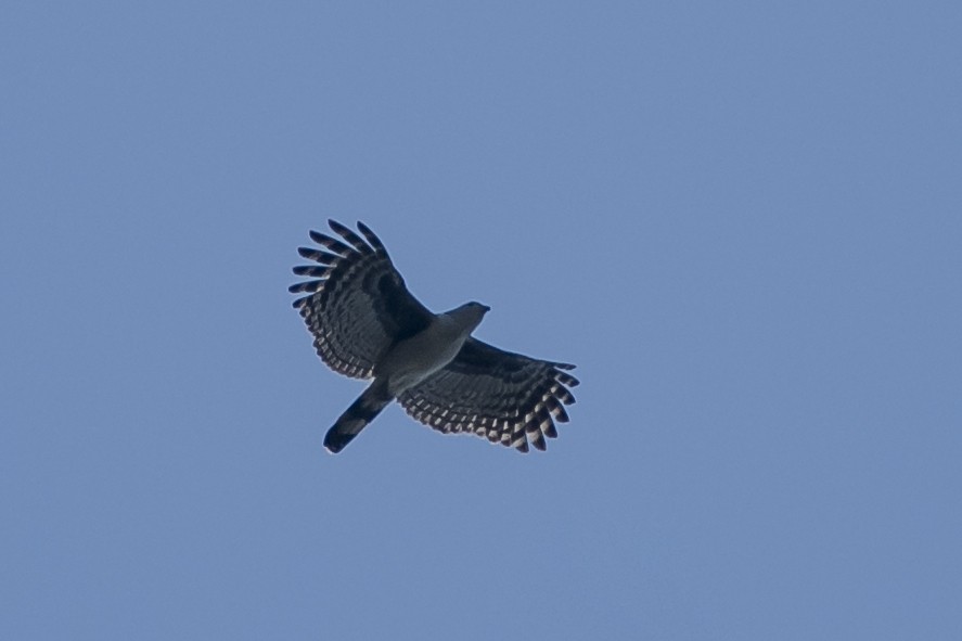 Gray-headed Kite - ML68412831
