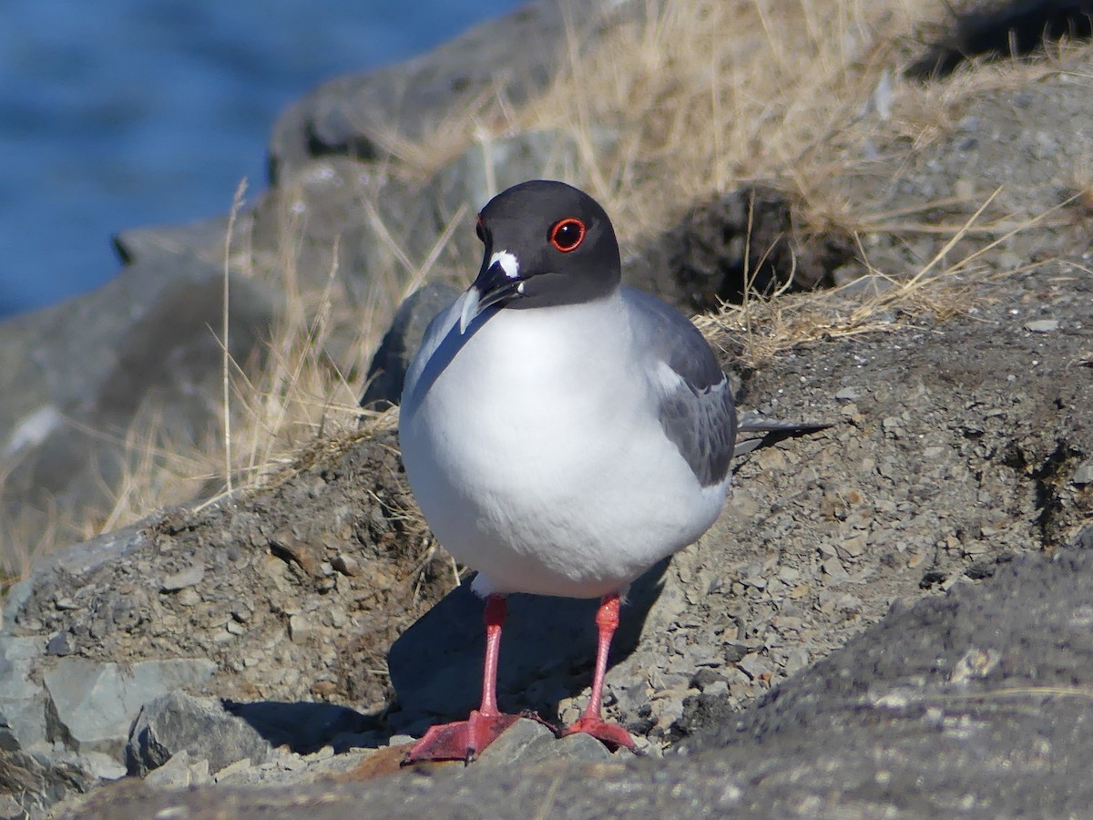 Swallow-tailed Gull - ML68413171
