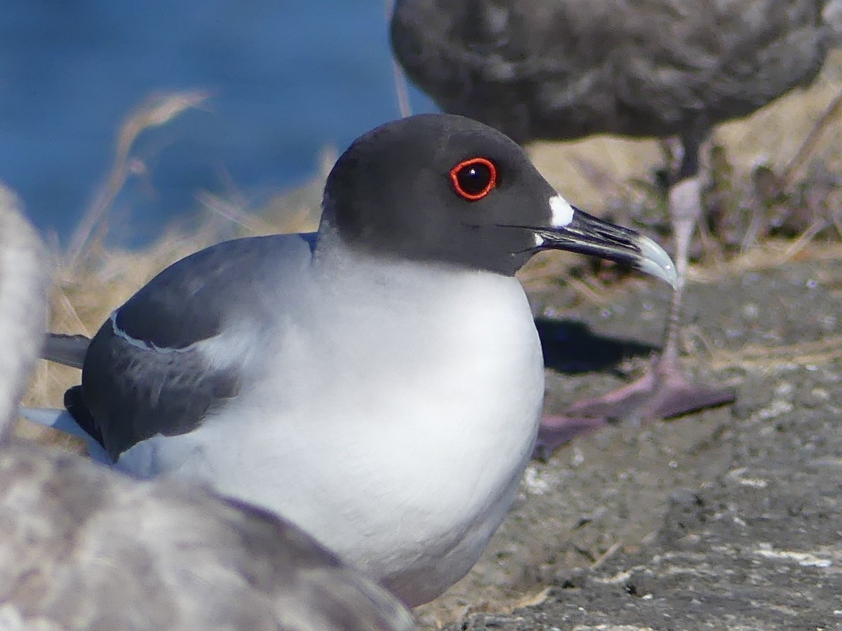 Swallow-tailed Gull - ML68413191