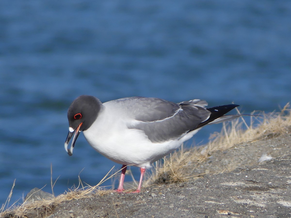 Swallow-tailed Gull - ML68413261