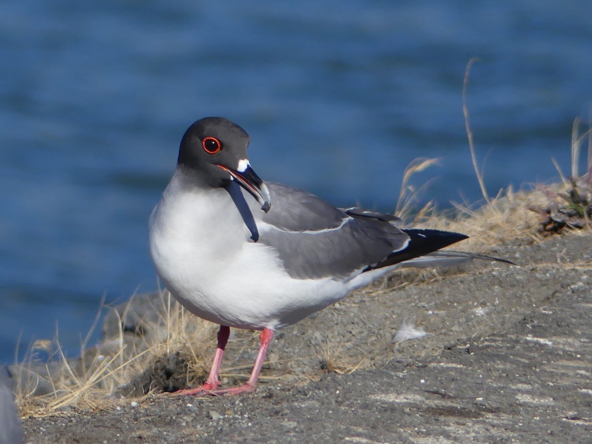 Swallow-tailed Gull - ML68413391